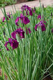 Plants water water plants plant order plant sale fertilizer iris. Pond Bog Iris Pond Megastore