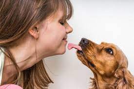 We did not find results for: Why Do Dogs Lick Different Kinds Of Licks Cesar S Way