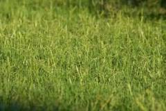 Image result