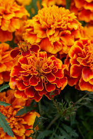 Marigolds Marigold Flower Flowers Photography Growing Marigolds