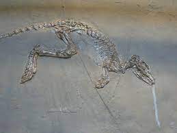Leptictida - Wikipedia