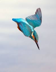 Australian Birds In Flight Images Pin By Trowcliff On Ink Beautiful Birds Australian Birds Kingfisher Bird