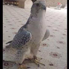 pin by zoe yost on feathered wings falconry feather wings animals