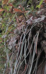 Image result for Litanthus pusillus