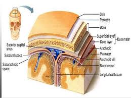 Pin On Pa Anatomy