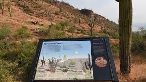 However, there are many types that grow during the winter and lie dormant during the summer, so be sure to check how much sun does a cactus need? Saguaro Cactus Growth U S National Park Service