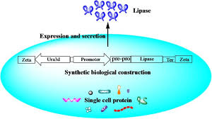 Image result for Lipase
