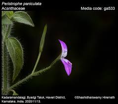Image result for Dicliptera paniculata