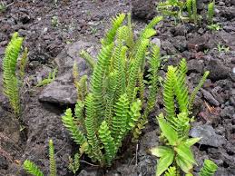 Image result for Nephrolepis