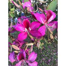 Image result for Bauhinia purpurea