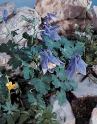 Image result for Aquilegia flabellata ministar