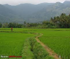 Image result for tamilnadu village  agriculture scene