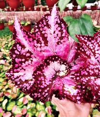 Image result for Begonia oxyloba