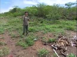 We did not find results for: Seca Sertao Do Nordeste Sofre Com A Maior Estiagem Dos Ultimos 30 Anos 10 02 2013 Youtube