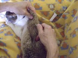 Below, are tips to ensure your cat is staying hydrated and healthy! Giving Your Cat Iv Subcutaneous Fluids At Home With Photos Pethelpful