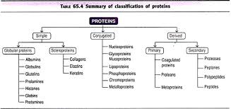 Biomolecules Top 4 Classes Of Biomolecules