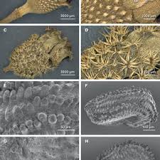 Image result for Antherotoma angustifolia