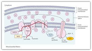 Cellular Respiration Electron Transport Chain Biochemistry Electron Transport Chain Pre Med Student