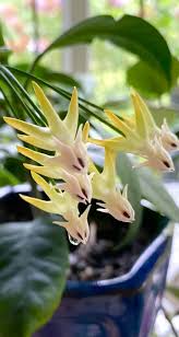 Image result for hoya multiflora
