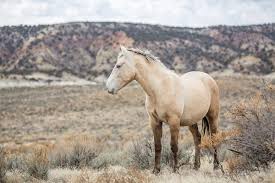 The name of this breed literally means ownerless beast, which helps to foster the reputation of this breed being a wild and free horse. Wild Buckskin Horse In The Mountain Desert Of Colorado By Studio J Inc Alone Horse