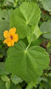 Image result for Abutilon hirtum