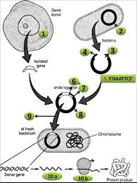 Learn vocabulary, terms and more with flashcards, games and other study tools. Biology Multiple Choice Quizzes Diagram Quiz On Steps In Recombinant Dna Or Rdna Technology