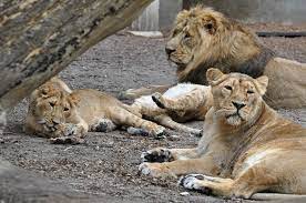asiatic lion family lion family asiatic lion zoo