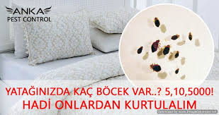 Yataginizda Bocek Oldugunu Hissediyorsaniz Cozum Icin Okuyun