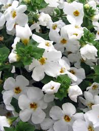Image result for foto bacopa