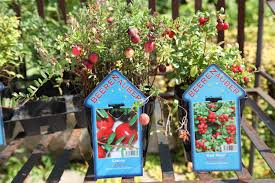 Line a baking sheet with parchment paper. Cranberries Zehelein Schemm