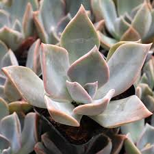 Image result for Hubbardochloa gracilis