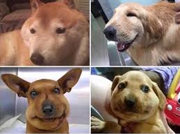 Just a bit of extra protein. Dogs That Ate Bees Funny