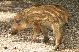 Resultado de imagen para javali