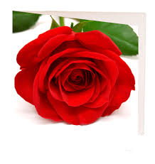 Gift baskets make great get well soon gifts full of treats to help them feel great. Red Rose Gift Card Beautiful Flowers Hutt Valley And Wellington Florists