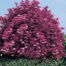 Pin Op Gartengestaltung Sichtschutz