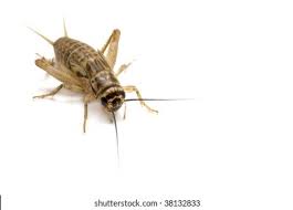 Official twitter of cricket brown. Brown House Cricket Ready Pounce Stock Photo Edit Now 38132833