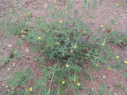 Image result for Stylosanthes fruticosa