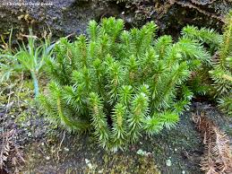 Image result for Huperzia bampsiana