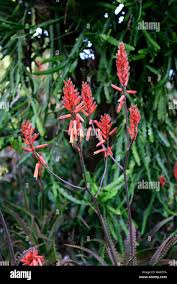Image result for Aloe dawei