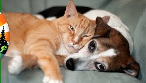 Thank you for considering adoption! Chasing Daylight Animal Shelter