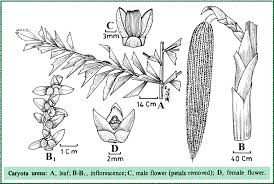 Image result for Caryota urens