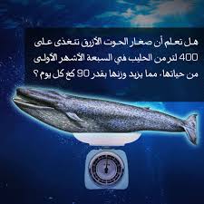 الحوت الأزرق عملاق البحر ينمو بسرعة هائلة Blue Whale Kids Learning Tools Whale