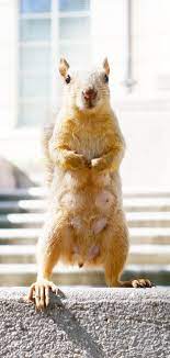 Elle Is Also Very Pleased To Announce That She Is A Proud Mama Squirrel New Baby Products Animals