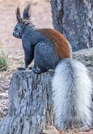 Coloration In A Kaibab Squirrel Squirrel Cute Animals Animals Friends
