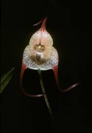 Dracula houtteana (Rchb.f.) Luer (World ...