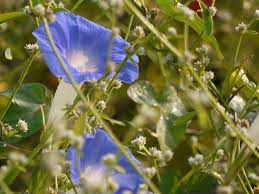 Morning Glory Flower Meaning In Marathi Best Flower Wallpaper