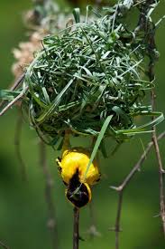 Birds With Their Nests Pictures Beautiful Birds With Their Nests 10 Photos Beautiful Birds Pet Birds Bird House Feeder