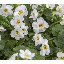 Image result for foto bacopa