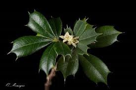 Image result for Trichilia