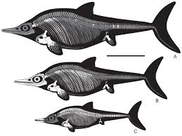 Image result for Arthropteris anniana